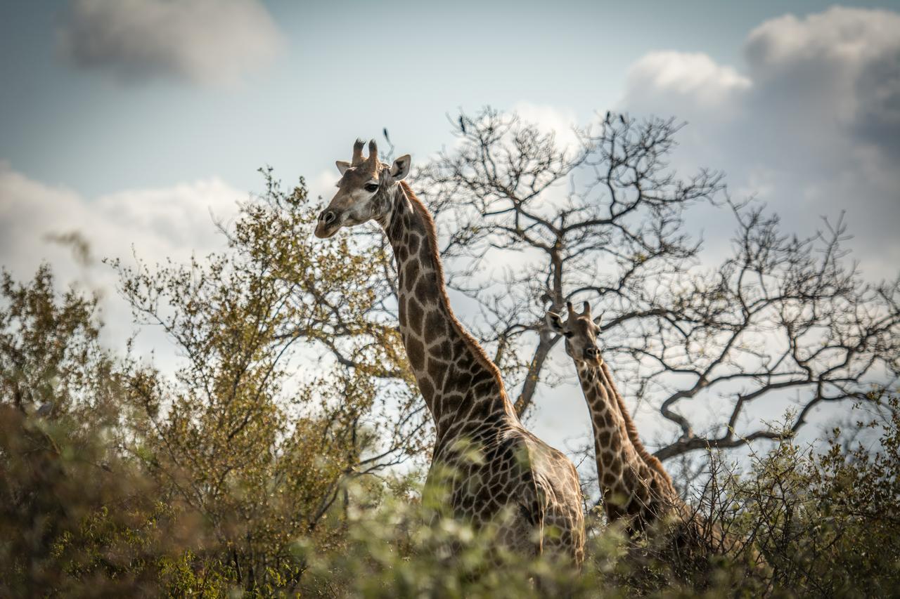 Willa Garonga Safari Makalali Game Reserve Zewnętrze zdjęcie