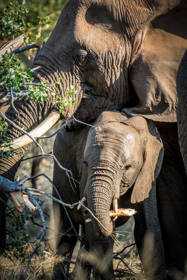 Willa Garonga Safari Makalali Game Reserve Zewnętrze zdjęcie