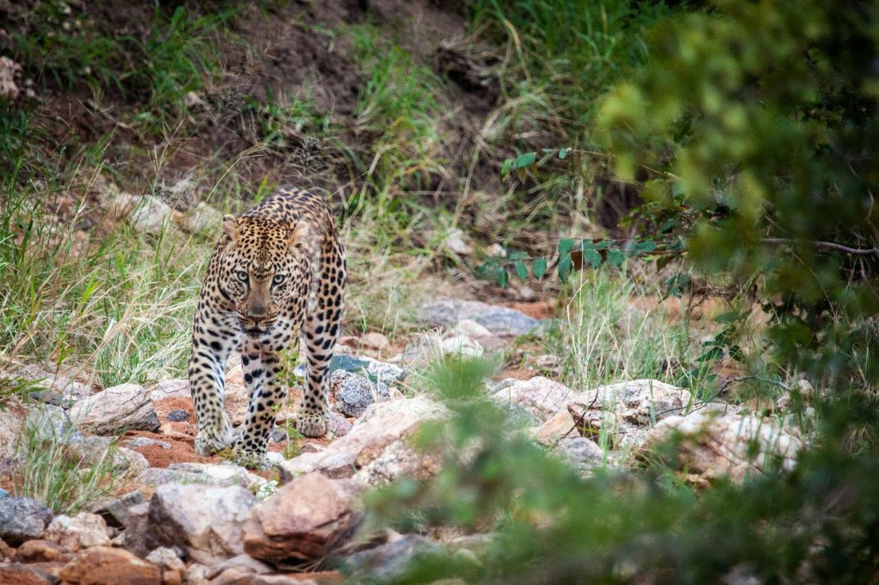 Willa Garonga Safari Makalali Game Reserve Zewnętrze zdjęcie
