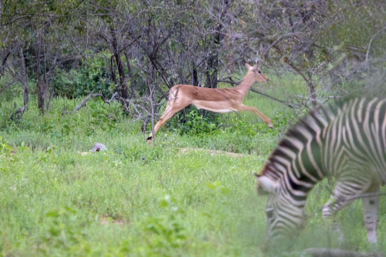 Willa Garonga Safari Makalali Game Reserve Zewnętrze zdjęcie