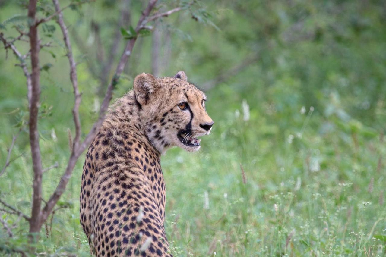 Willa Garonga Safari Makalali Game Reserve Zewnętrze zdjęcie