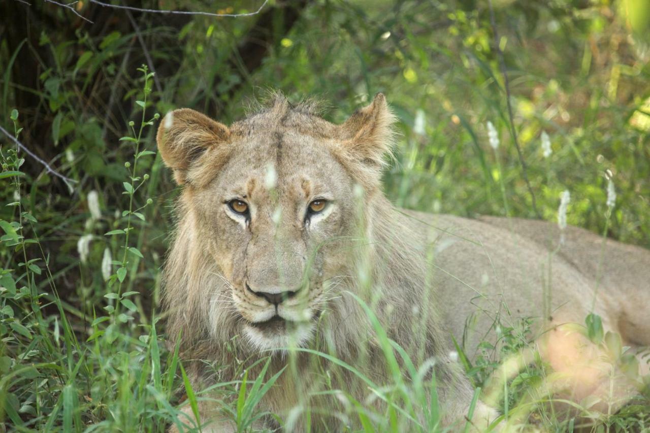Willa Garonga Safari Makalali Game Reserve Zewnętrze zdjęcie