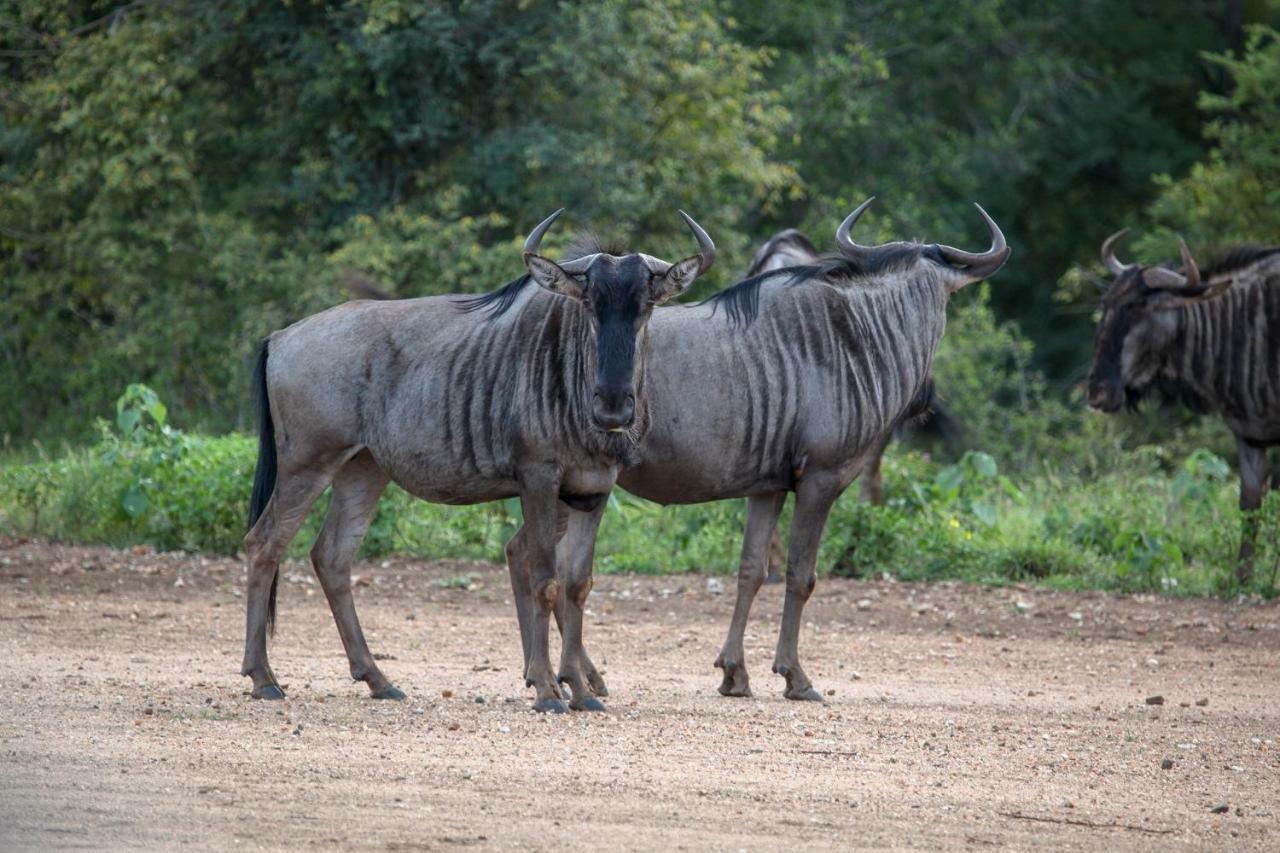 Willa Garonga Safari Makalali Game Reserve Zewnętrze zdjęcie