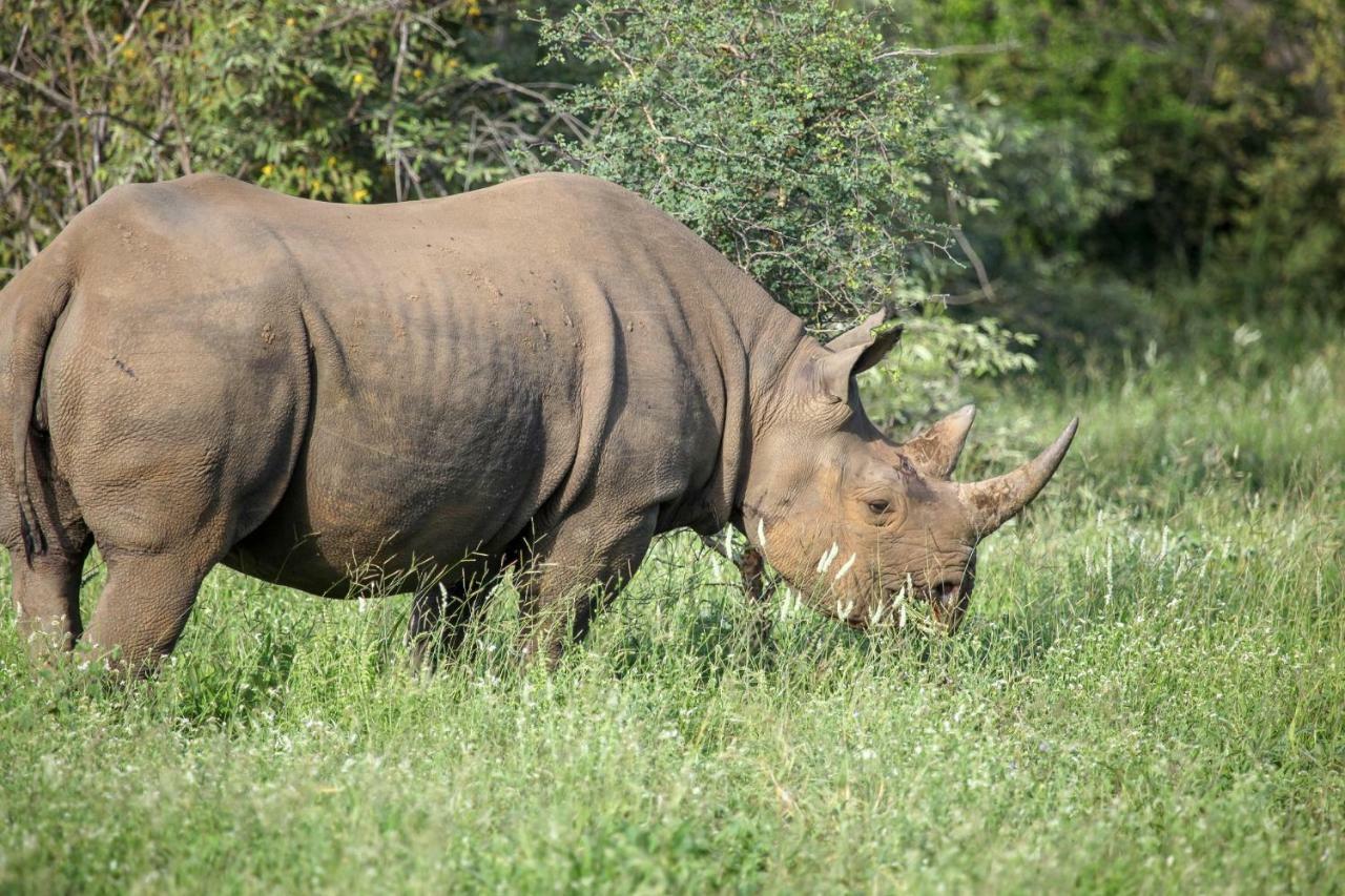 Willa Garonga Safari Makalali Game Reserve Zewnętrze zdjęcie