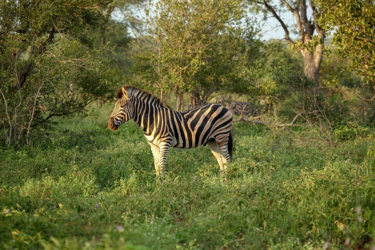 Willa Garonga Safari Makalali Game Reserve Zewnętrze zdjęcie